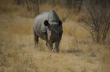Game Drives