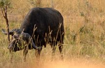  3 Days Murchison Falls Wildlife Safari