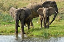  3 Days Murchison Falls Wildlife Safari