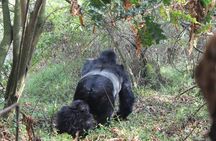 3 Days Gorilla Safaris in Bwindi Uganda
