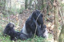 3 Days Gorilla Safaris in Bwindi Uganda