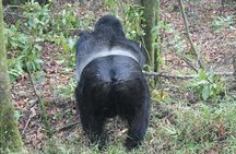 3 Days Gorilla Safaris in Bwindi Uganda