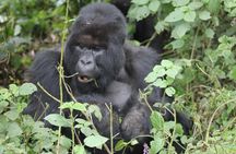 3 Days Gorilla Safaris in Bwindi Uganda