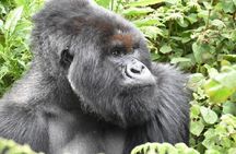 4 Days Gorilla experience Uganda