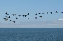 Cape Cross Seal Colony Tour from Swakopmund, Namibia