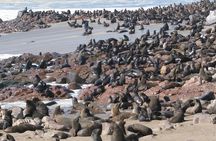 Cape Cross Seal Colony Tour from Swakopmund, Namibia