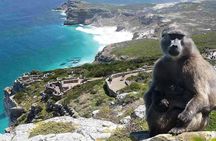 Cape Town: Half-day Cape Peninsula & Half-Day Constantia Winelands PRIVATE Tour
