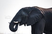 Chobe 3hr Game drive
