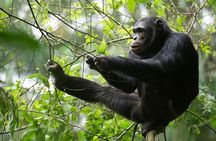 2 Days Chimpanzees trekking Tour and Canopy walk Adventure