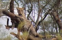 1 Day Akagera Wildlife Safaris Rwanda (2 Pax Min)