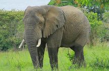 1 Day Akagera Wildlife Safaris Rwanda (2 Pax Min)
