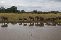 2 Days Selous Game Reserve from Zanzibar 