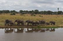 2 Days Selous Game Reserve from Zanzibar 