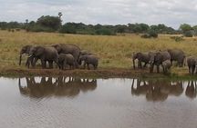 3 Days Mikumi National Park From Zanzibar or Dar es salaam 