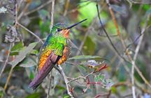 Birdwatching Private Tour at Chicaque Natural Park with Lunch
