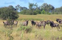 A Day Trip To Saadani National Park From Dar es salaam / Zanzibar
