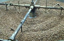 Coffee Farm Experience Private Day Tour