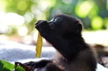 Wildlife Rescue Center Tour in Costa Rica