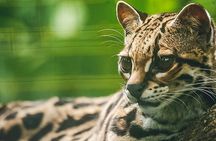 Wildlife Rescue Center Tour in Costa Rica
