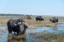 Chobe Day Trip