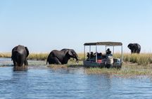 Chobe Day Trip