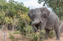 Chobe Day Trip