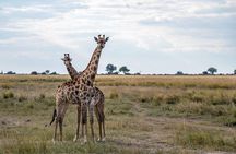 Chobe Day Trip