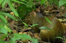 Rio Celeste Hiking from Arenal - National Park Guided Tour