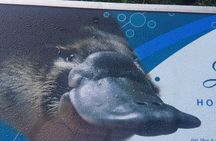 2 Day Great Ocean Road Tour and Platypus paddle