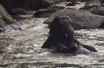 Half day Elephants in Nature Experience (Morning)