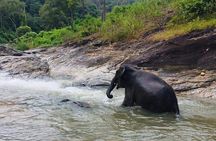 Half day Elephants in Nature Experience (Morning)