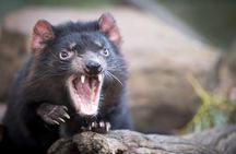 Port Arthur, Richmond and Tassie Devils Active Tour from Hobart