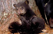 Tour of Elephant Conservation and Bear Rescue Center From Agra