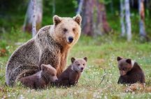 Tour of Elephant Conservation and Bear Rescue Center From Agra