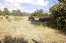 White Rhino Walk in the Mosi oa Tunya