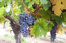 Winery & Valparaiso Private Tour - day trip from Santiago
