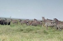 2 Days Selous Game Reserve from Zanzibar 
