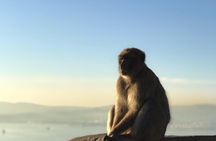 Gibraltar Sightseeing: Premium Rock Tour / Shore Excursion (Private)
