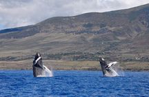 Ultimate 2 Hour Small Group Whale Watch Tour 