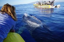 Ultimate 3.5 hour Whale Watch & Snorkel