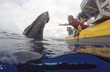 Ultimate 2 Hour Whale Watch (Lahaina) Raft Style 