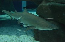 Aqua Rio + Olympic Boulevard Tour - Rio de Janeiro by Pepe Rio Tours