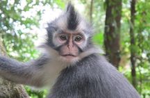 All-in 2N/3D Bukit Lawang Tour For School