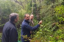 Afternoon Piha Beach and Rainforest Tour from Auckland