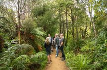 Afternoon Piha Beach and Rainforest Tour from Auckland