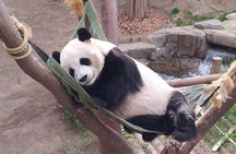 Everland Private Shuttle "Total Private Tour: More Members Less Cost"