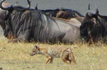 Cape Town 2Days Tour-Aquila Safari Robben-IslandGetaway Overnight