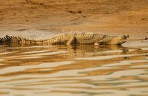National Chambal Sanctuary and Alligator Day Tour from Agra