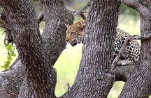 Kruger National Park. 3 Days Best Ever Safari from Cape Town
