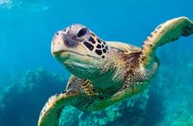 Bluefinn242 Swim with the Turtles in Nassau Bahamas 